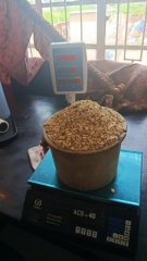 Maize in 50 kg bags - Buy in Malawi