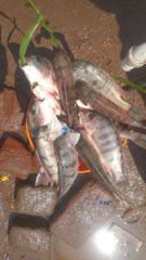 Fresh chambo medium sizes from Lake Malawi - For Sale in Blantyre