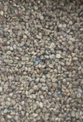 Grade AA Coffee Beans For Sale - For Sale in Lilongwe