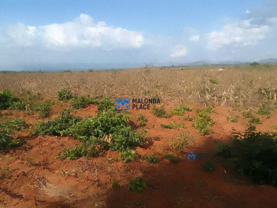 Farm land for sale