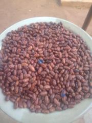 NUA 45 Beans - Buy in Malawi