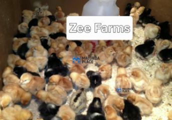 Kuroiler chicks and sasso chicks.Lilongwe for sale in Area 25, Lilongwe, Malawi