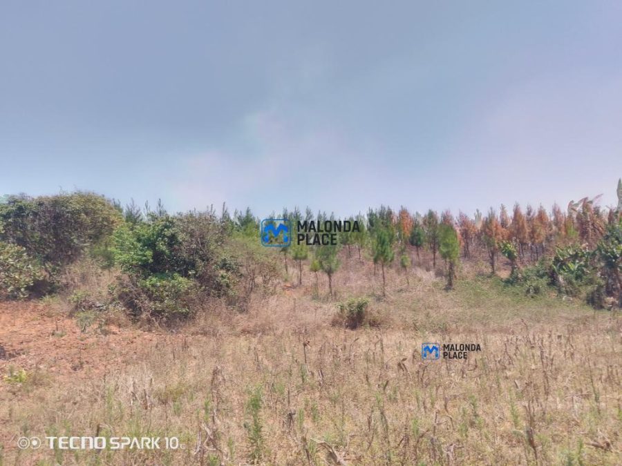 Farm for sale