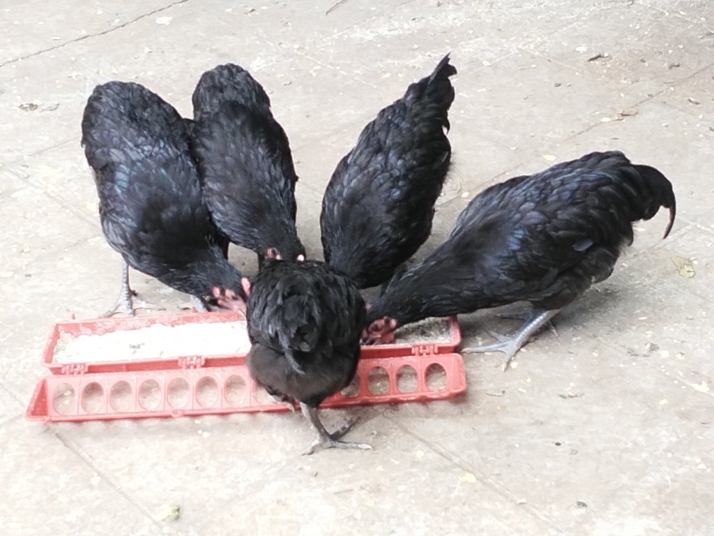 Mikolongwe 13 weeks for sale