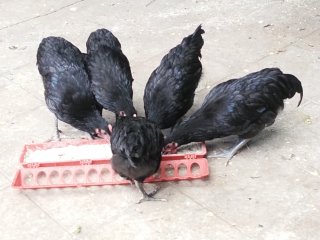 Mikolongwe 13 weeks for sale