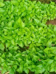 Kambuzi seedlings - For Sale in Lilongwe