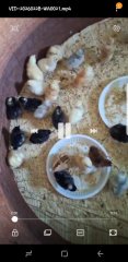 4 day old chicks
