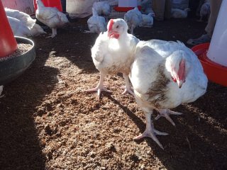 Broilers - Buy in Malawi
