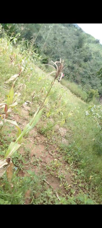 PLOT FOR SALE