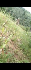 PLOT FOR SALE - For Sale in Mzimba