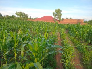 Plot for sale Chileka ngumbe