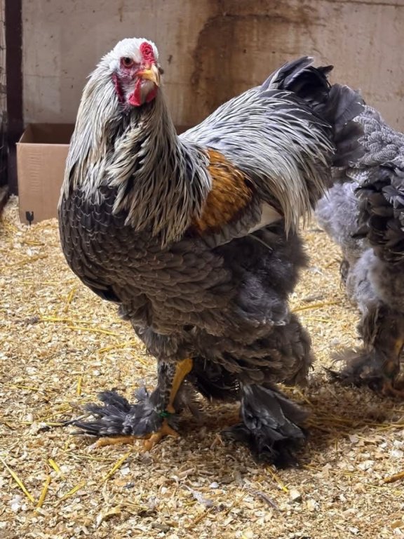 Premium Brahma Chicks 9 Weeks old
