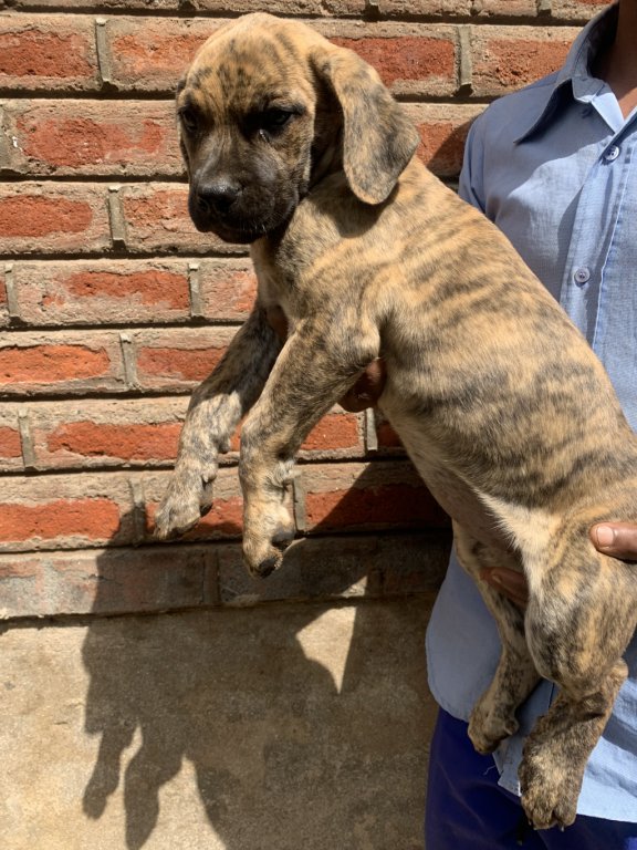 BoerBoel puppies