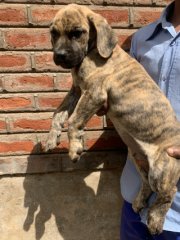 BoerBoel puppies