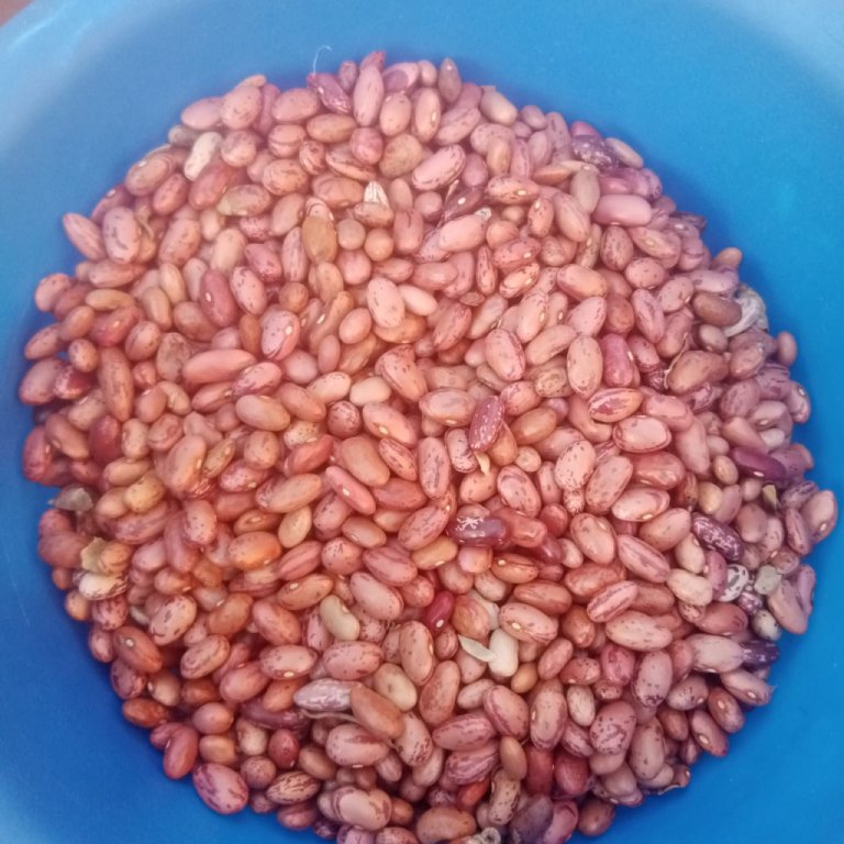 beans (5.5 per kg)