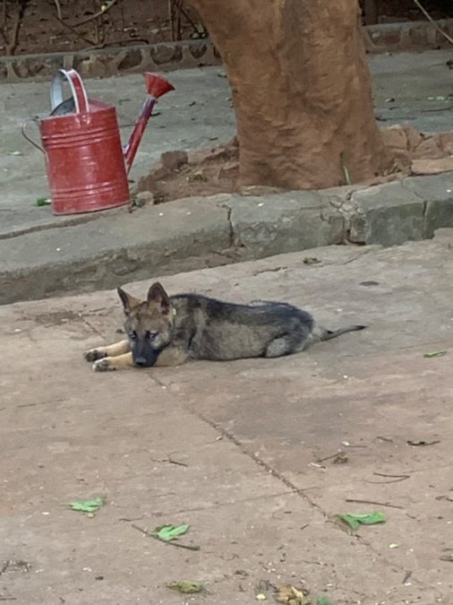 GERMAN SHEPHERD
