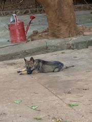 GERMAN SHEPHERD - Buy in Malawi