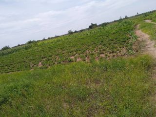 PLOT FOR SALE (15m by 30m ) - For Sale in Lilongwe