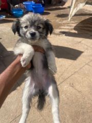 Puppies (Spitz)