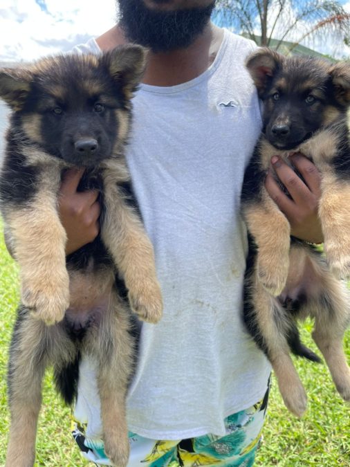 German Shepherd