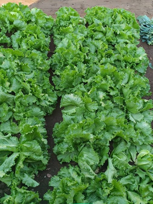 Lettuce