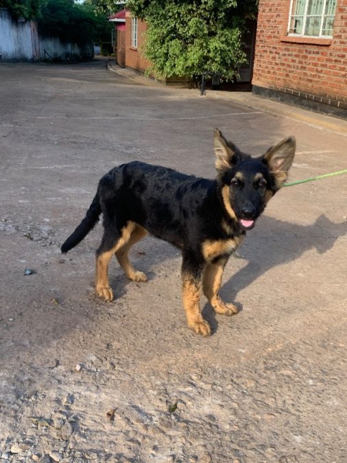 German shepherd Dog