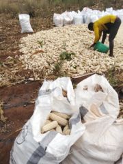 Chimanga chogulitsa - Buy in Malawi