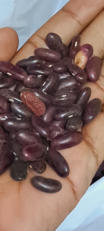 Red Beans