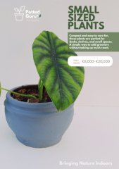 Indoor Potted Plants - For Sale in Blantyre