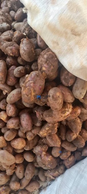 Violet Potatoes Large Size, Medium Size, Chimbeya and per Kg