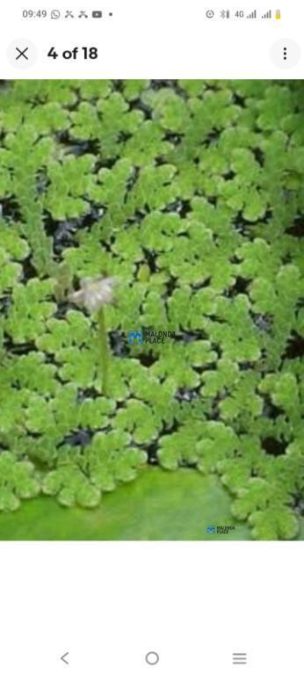 Azolla