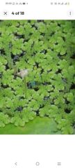 Azolla