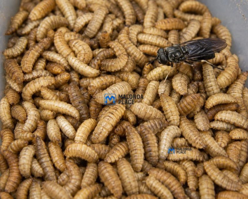 Black solder fly larva