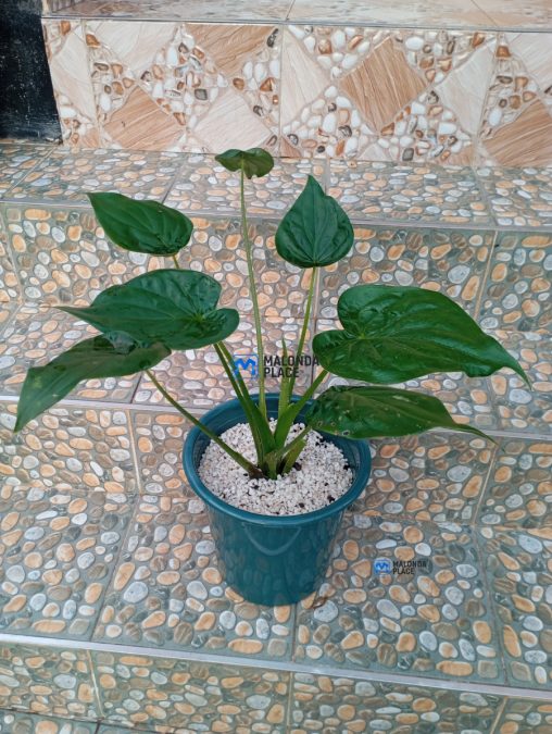 House plants suitable for indoors and outdoors ✨🤍☘️