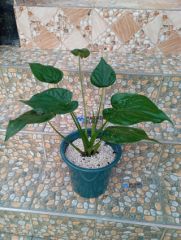 House plants suitable for indoors and outdoors ✨🤍☘️ for sale in Chilomoni Fargo, Blantyre, Malawi