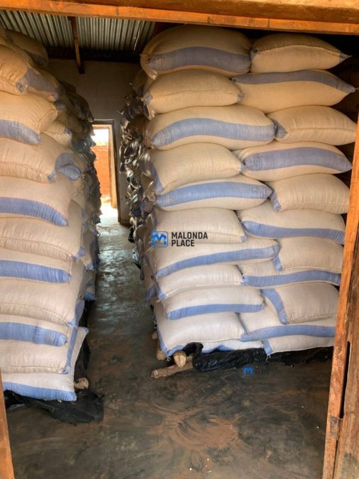 700 Bags of Maize for sale