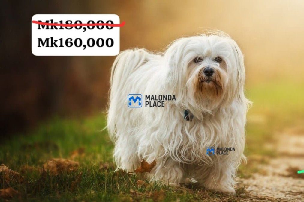 Maltese Mix Puppies for Sale - Lilongwe