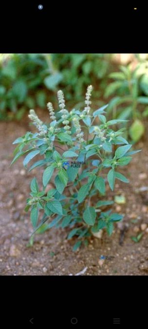 Scent seeds