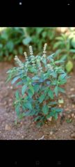 Scent seeds - Buy in Malawi