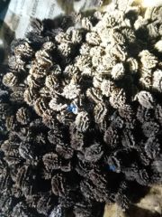 Papaya seeds - Buy in Malawi