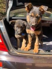 Female German shepherd puppy - Buy in Malawi